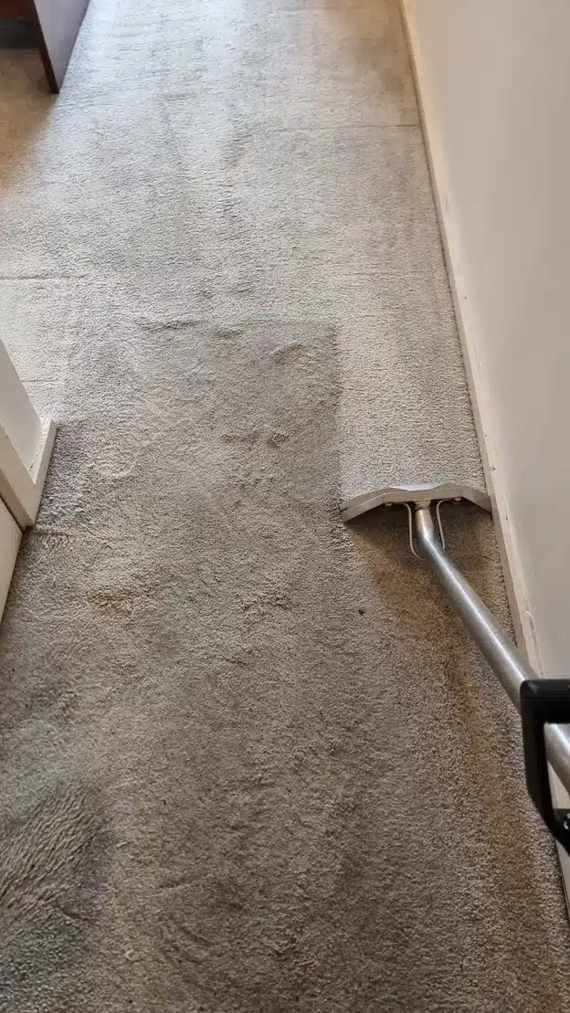 Rug Cleaning, Local Services, Carpet Cleaner
