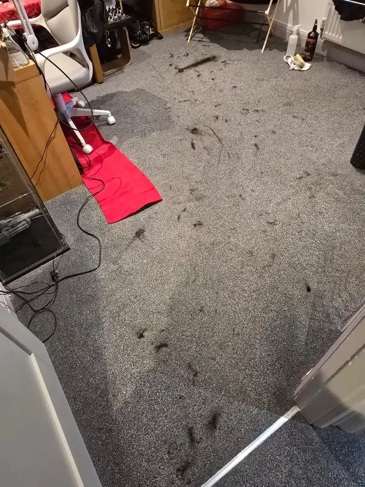 Expert Stain Removal Services, Steam clean