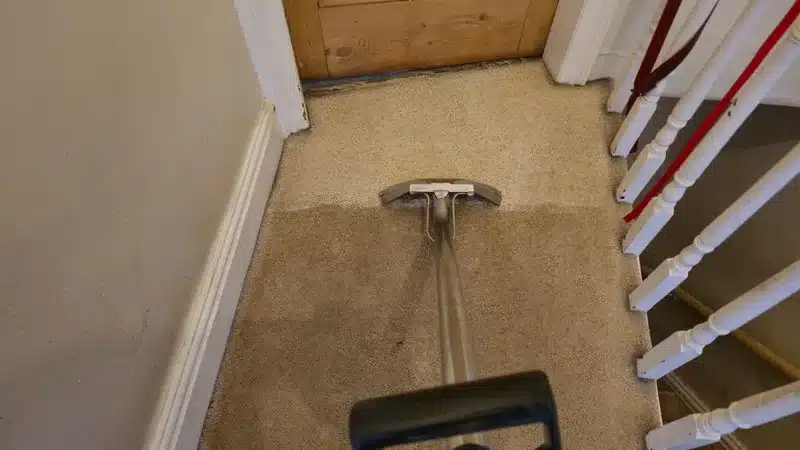 Pet Stain Removal