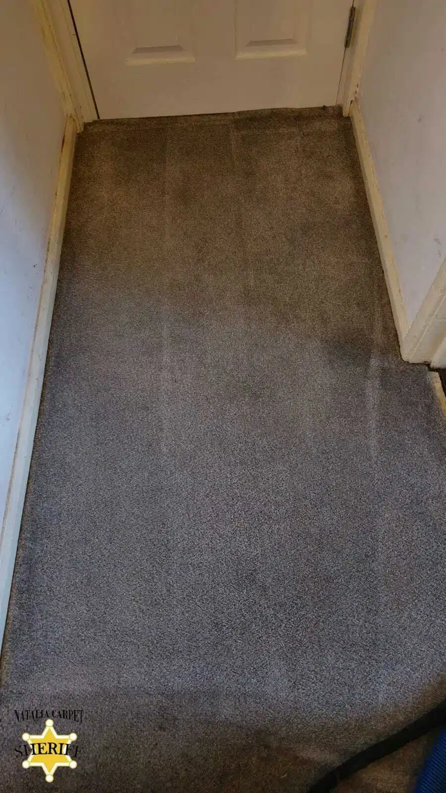 Carpet Stain Removal
