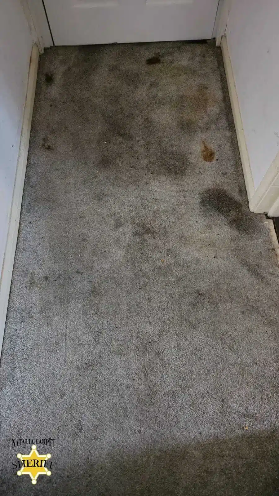 Carpet Stain Removal, Services