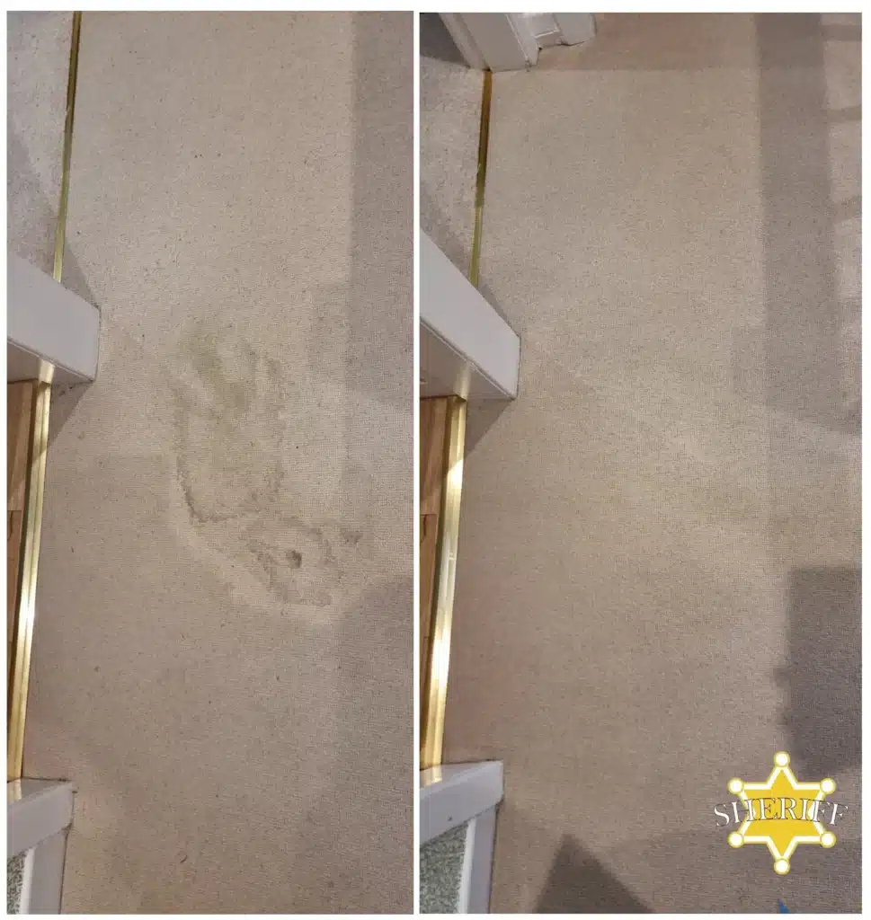 Pet Urine Stains, Biohazard Cleaning, Pet Urine Odour Removal, pet-safe carpet cleaning