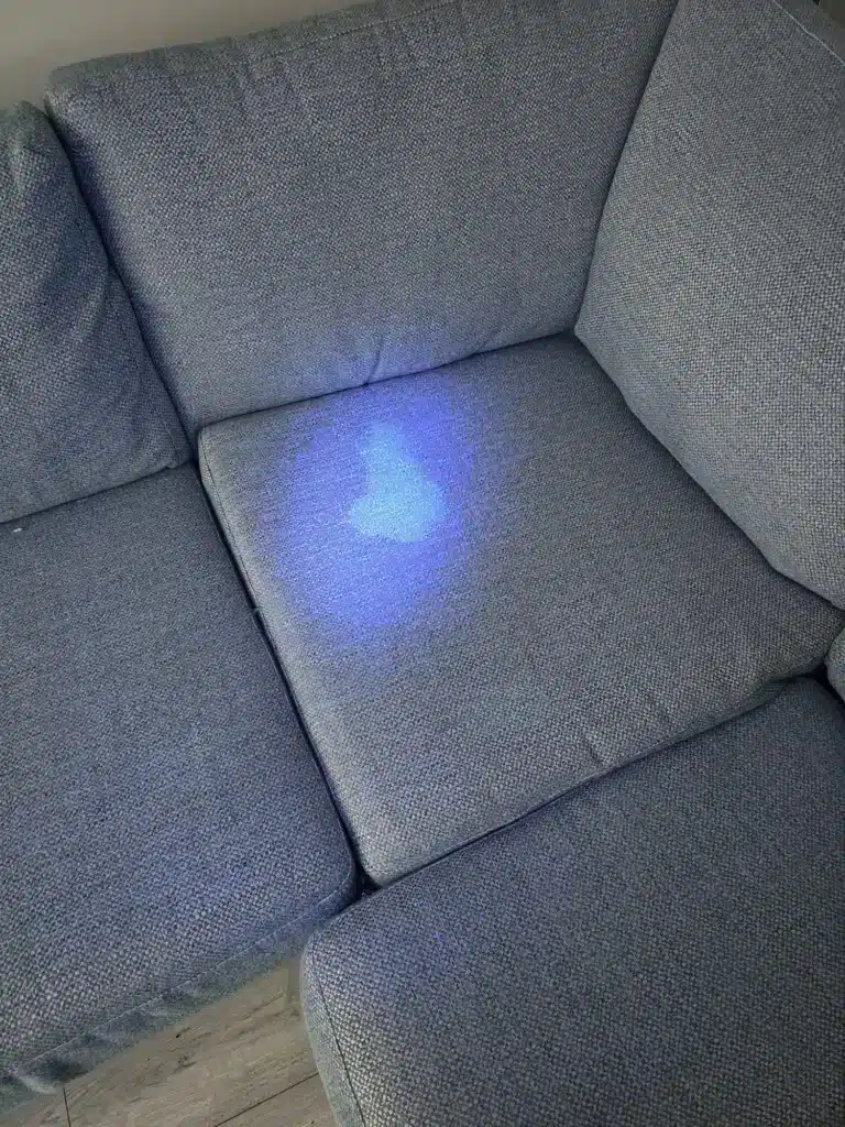 Pet Urine Stains, Biohazard Cleaning, Pet Urine Odour Removal, pet-safe carpet cleaning